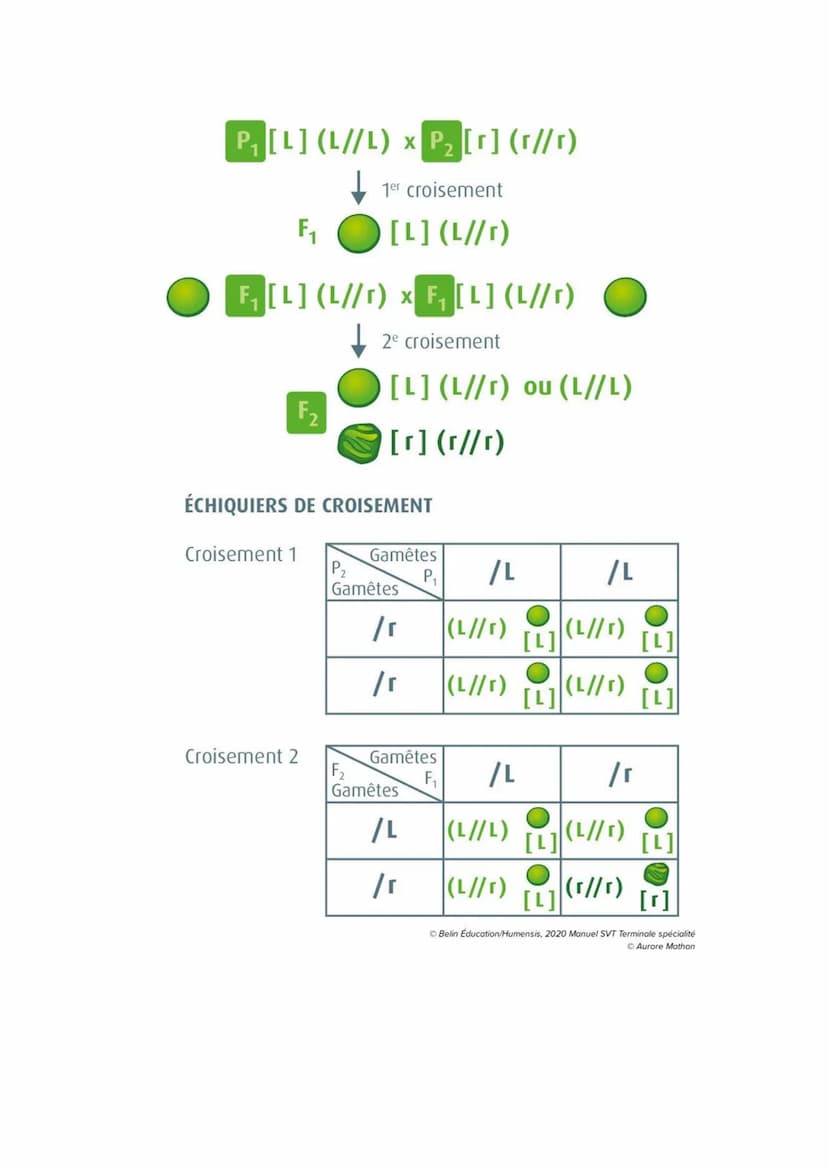 Chapitre 5
L'ORIGINE DU GÉNOTYPE DES
INDIVIDUS
Quels sont les mécanismes qui contribuent à la diversité des
génotypes et donc à la diversité