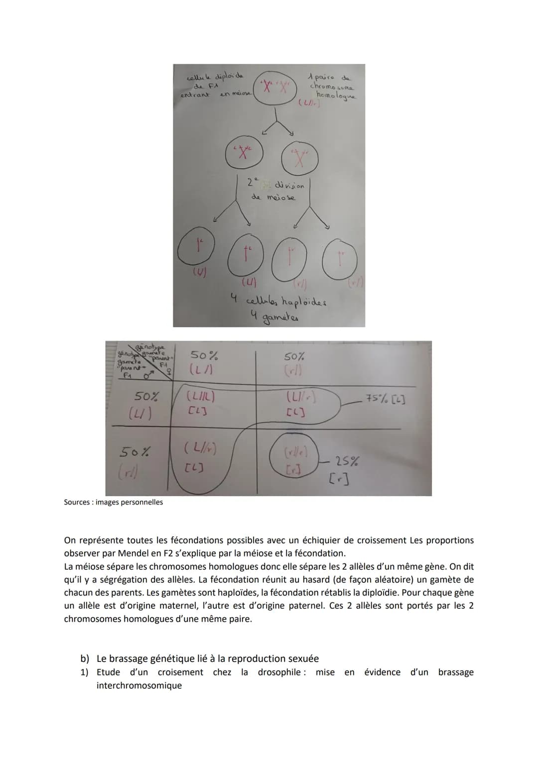 Chapitre 5
L'ORIGINE DU GÉNOTYPE DES
INDIVIDUS
Quels sont les mécanismes qui contribuent à la diversité des
génotypes et donc à la diversité