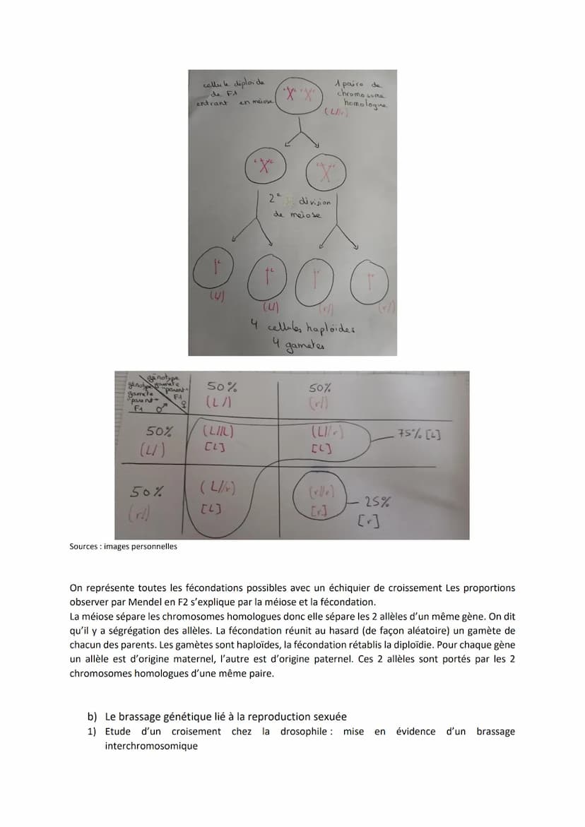 Chapitre 5
L'ORIGINE DU GÉNOTYPE DES
INDIVIDUS
Quels sont les mécanismes qui contribuent à la diversité des
génotypes et donc à la diversité