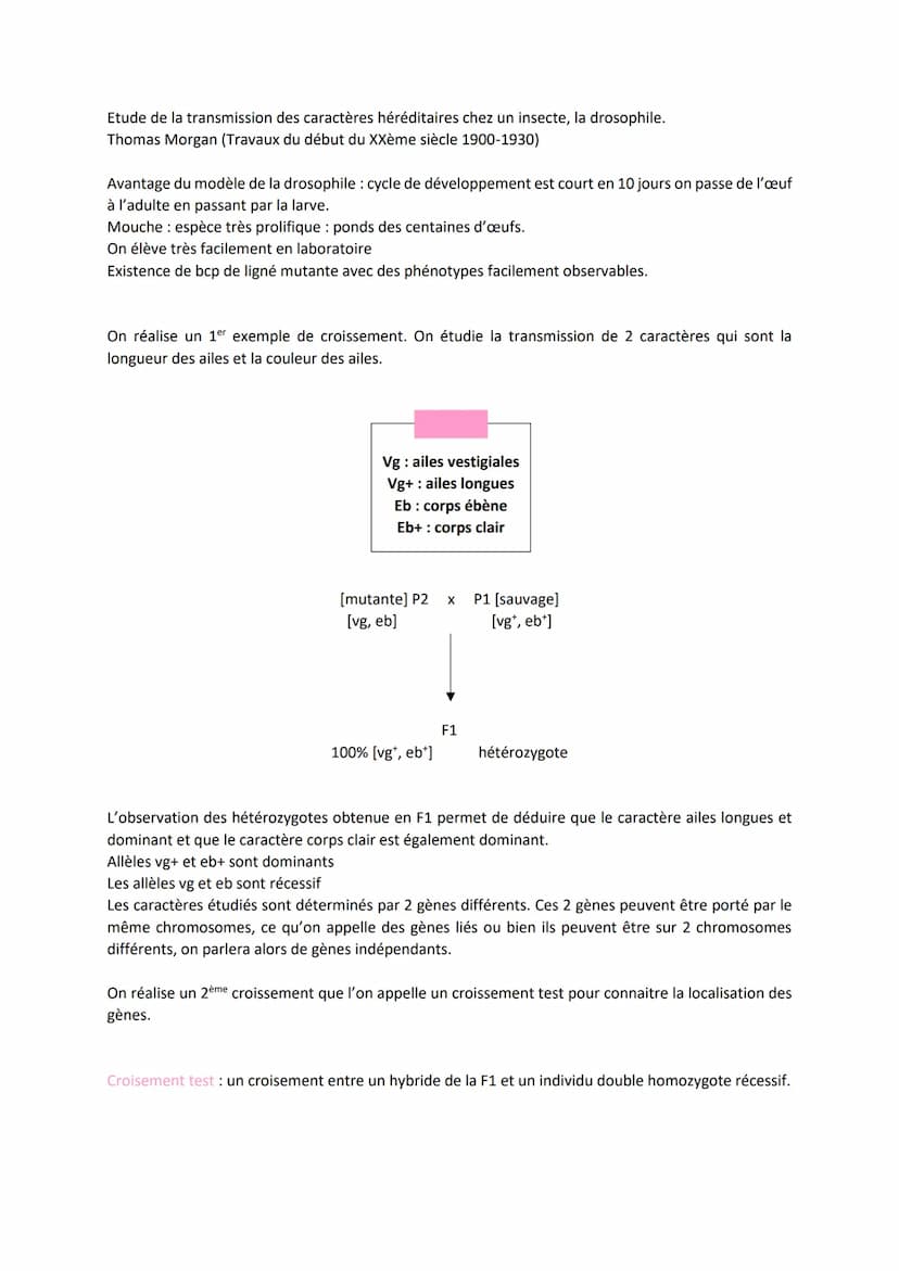 Chapitre 5
L'ORIGINE DU GÉNOTYPE DES
INDIVIDUS
Quels sont les mécanismes qui contribuent à la diversité des
génotypes et donc à la diversité