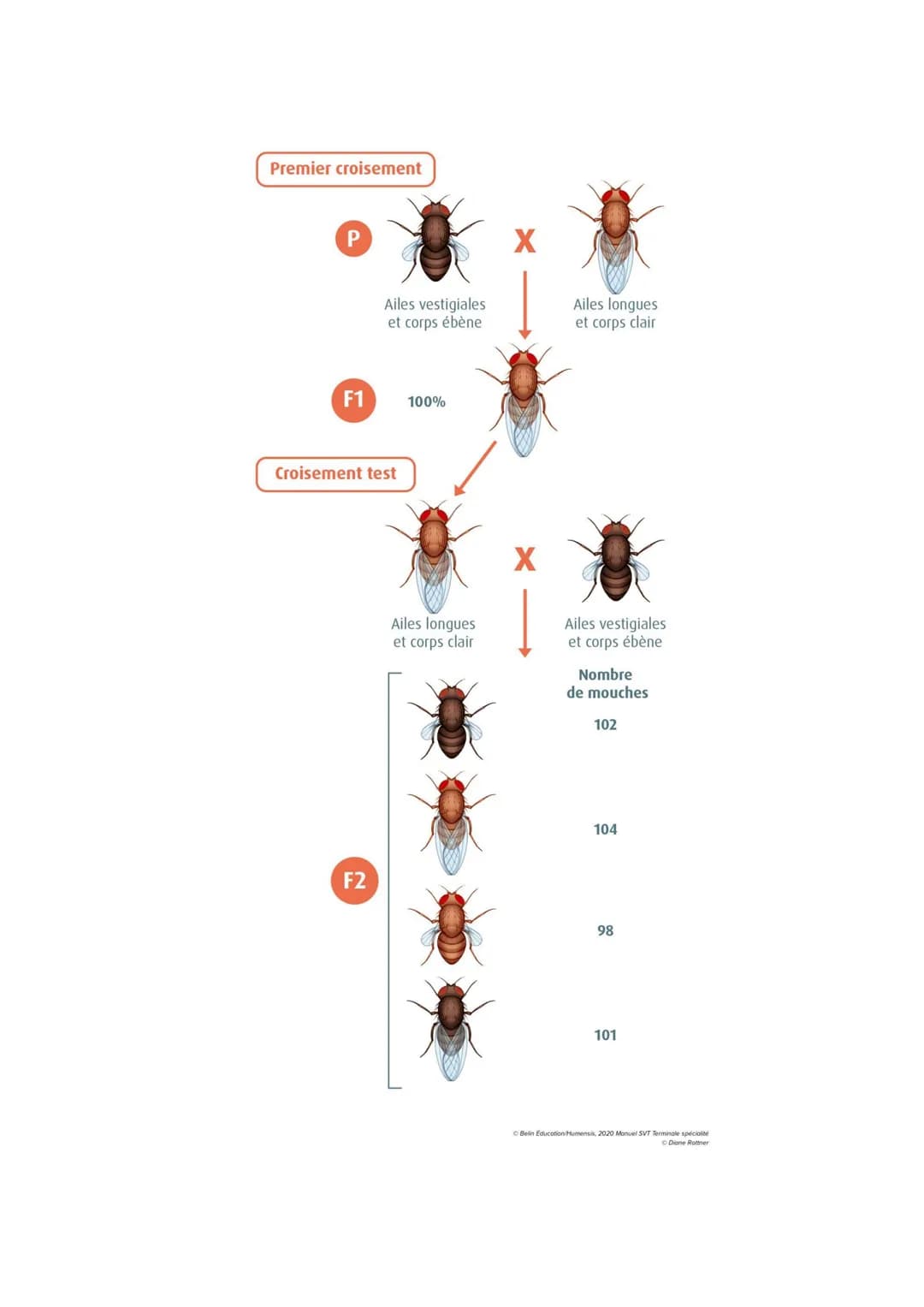 Chapitre 5
L'ORIGINE DU GÉNOTYPE DES
INDIVIDUS
Quels sont les mécanismes qui contribuent à la diversité des
génotypes et donc à la diversité