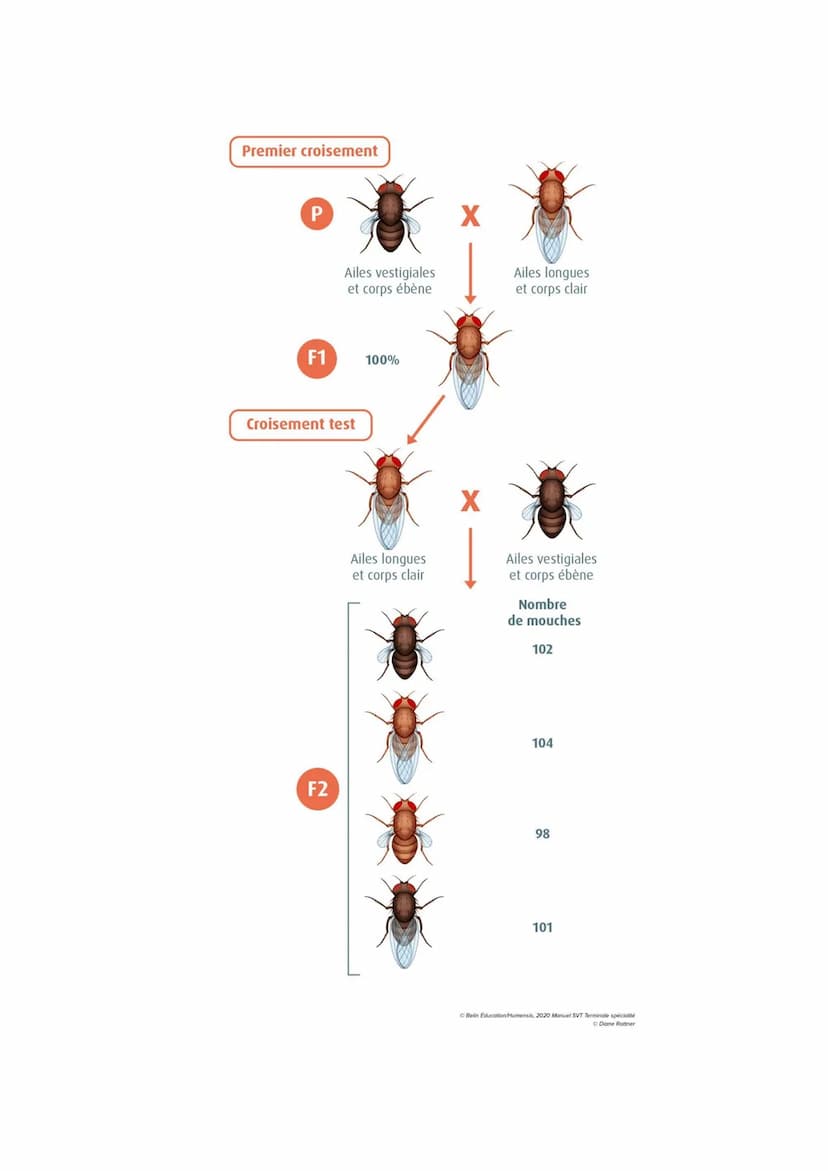 Chapitre 5
L'ORIGINE DU GÉNOTYPE DES
INDIVIDUS
Quels sont les mécanismes qui contribuent à la diversité des
génotypes et donc à la diversité