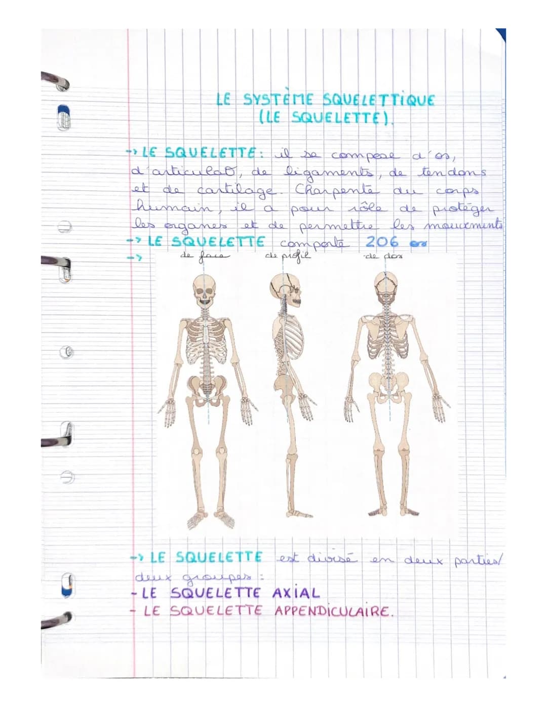 LE SYSTEME SQUELETTIQUE
(LE SQUELETTE)
LE SQUELETTE: il se compose d'os,
d'articulat, de ligaments, de tendons
et de cartilage. Charpente du