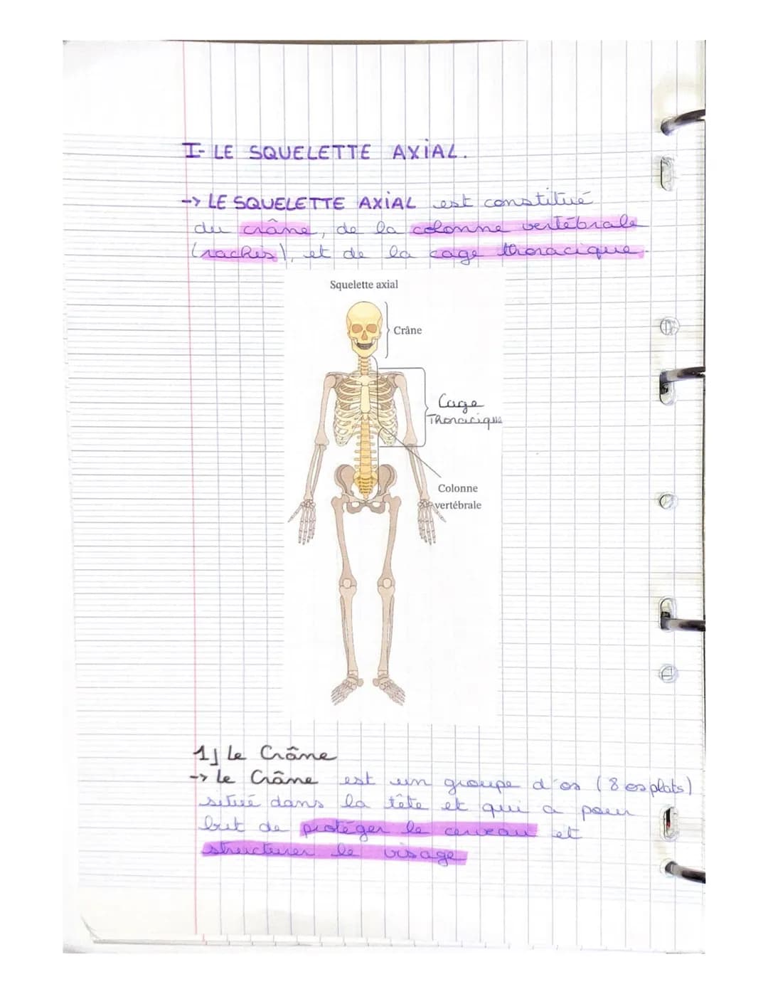 LE SYSTEME SQUELETTIQUE
(LE SQUELETTE)
LE SQUELETTE: il se compose d'os,
d'articulat, de ligaments, de tendons
et de cartilage. Charpente du