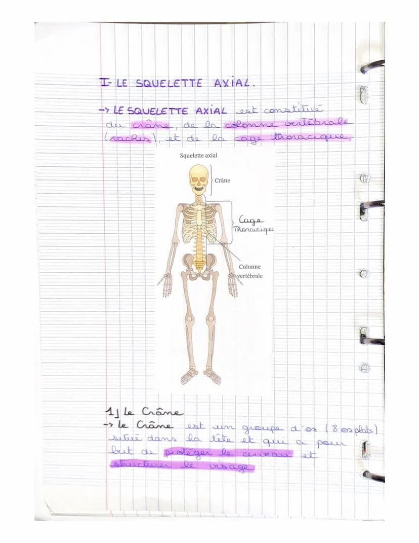 LE SYSTEME SQUELETTIQUE
(LE SQUELETTE)
LE SQUELETTE: il se compose d'os,
d'articulat, de ligaments, de tendons
et de cartilage. Charpente du