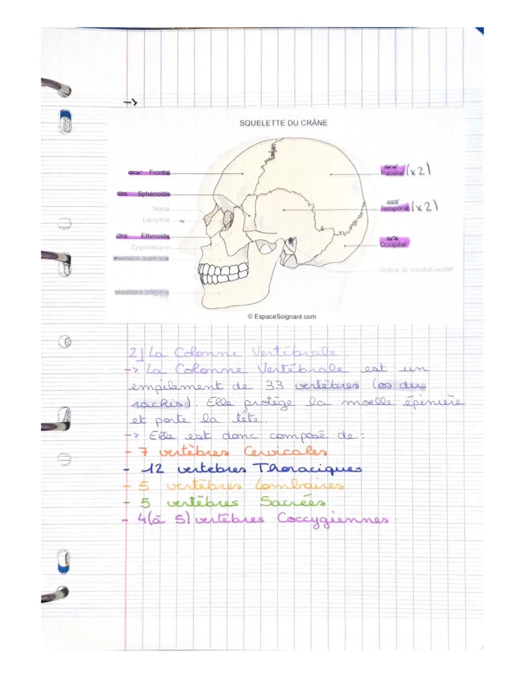 LE SYSTEME SQUELETTIQUE
(LE SQUELETTE)
LE SQUELETTE: il se compose d'os,
d'articulat, de ligaments, de tendons
et de cartilage. Charpente du