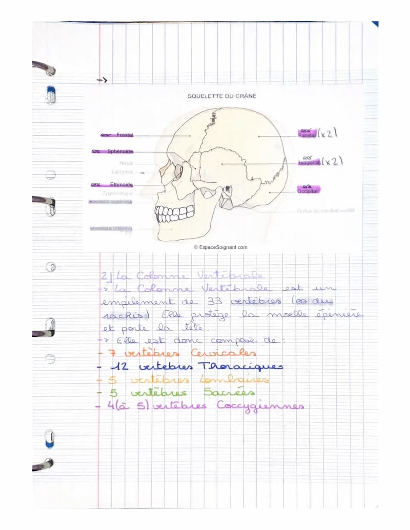 LE SYSTEME SQUELETTIQUE
(LE SQUELETTE)
LE SQUELETTE: il se compose d'os,
d'articulat, de ligaments, de tendons
et de cartilage. Charpente du