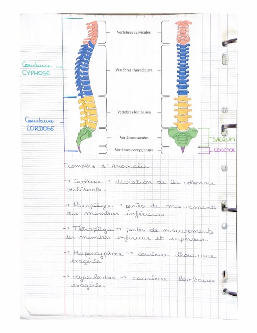 LE SYSTEME SQUELETTIQUE
(LE SQUELETTE)
LE SQUELETTE: il se compose d'os,
d'articulat, de ligaments, de tendons
et de cartilage. Charpente du