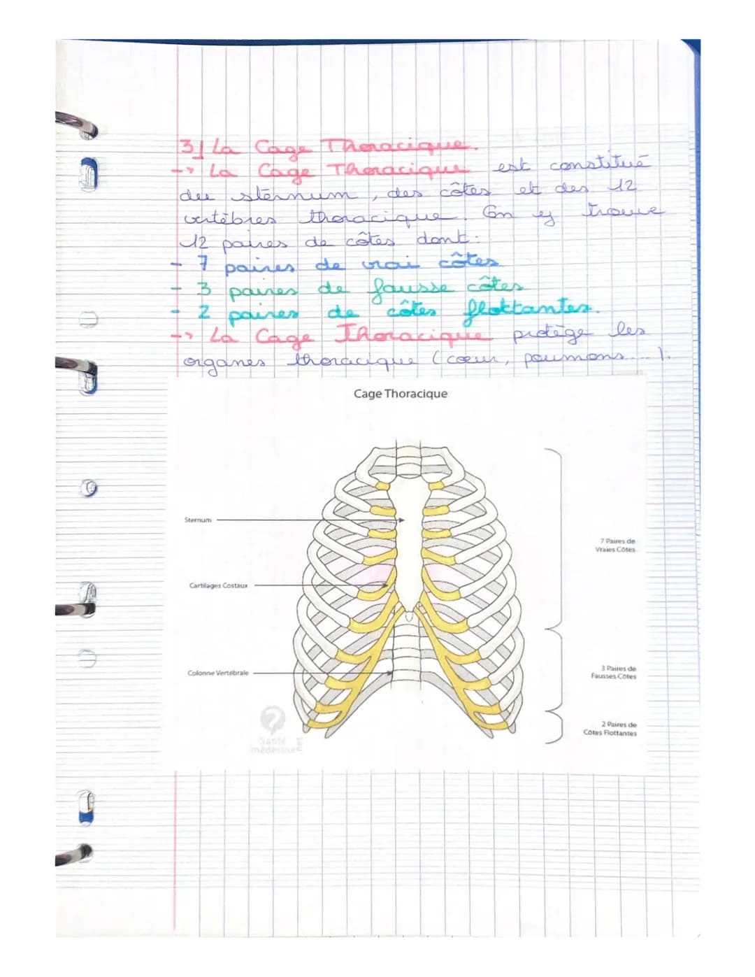 LE SYSTEME SQUELETTIQUE
(LE SQUELETTE)
LE SQUELETTE: il se compose d'os,
d'articulat, de ligaments, de tendons
et de cartilage. Charpente du