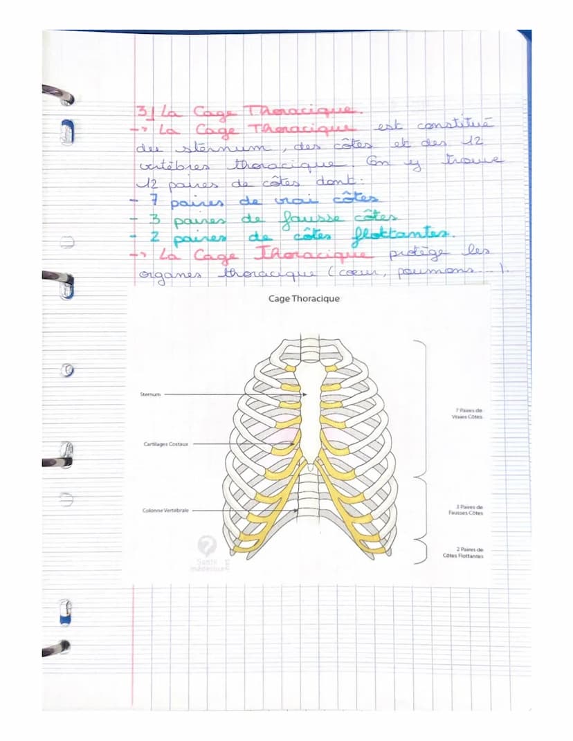LE SYSTEME SQUELETTIQUE
(LE SQUELETTE)
LE SQUELETTE: il se compose d'os,
d'articulat, de ligaments, de tendons
et de cartilage. Charpente du
