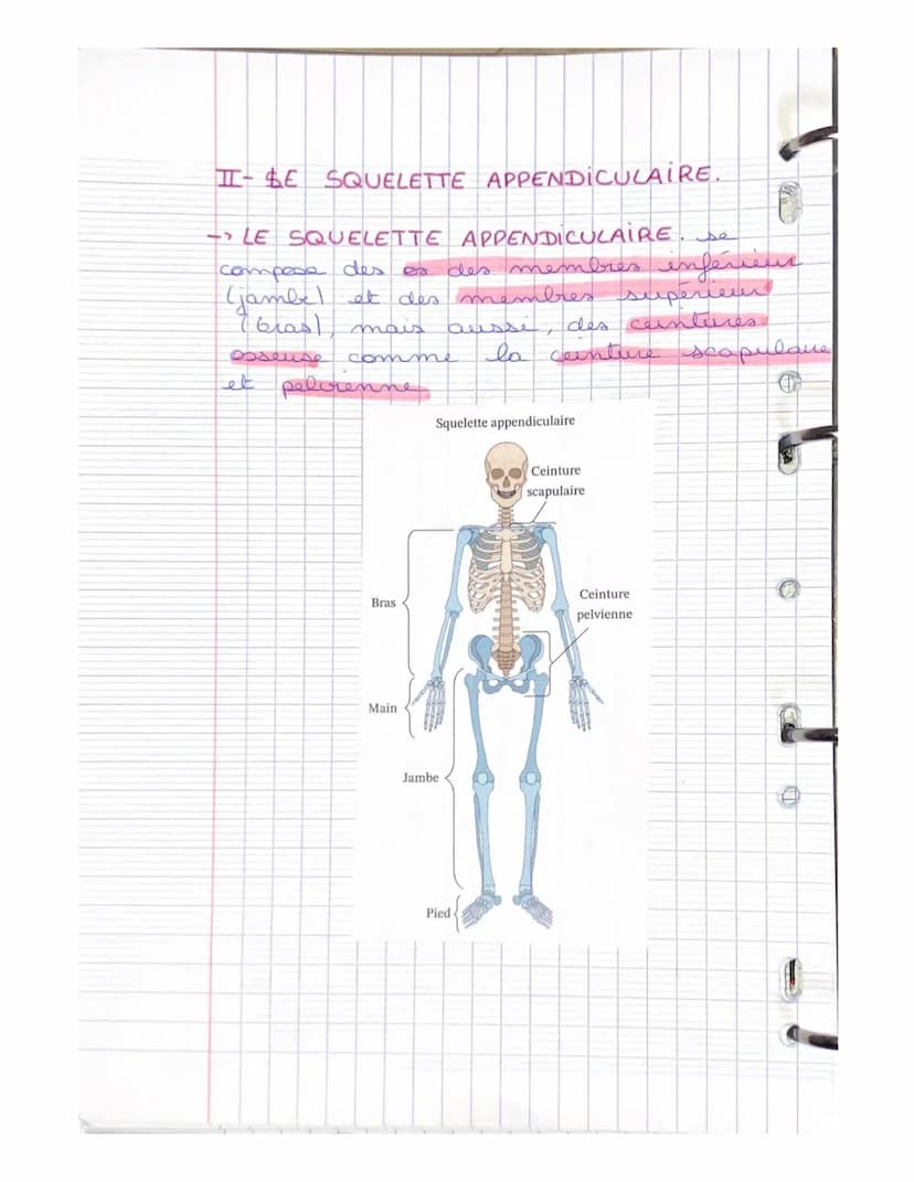 LE SYSTEME SQUELETTIQUE
(LE SQUELETTE)
LE SQUELETTE: il se compose d'os,
d'articulat, de ligaments, de tendons
et de cartilage. Charpente du