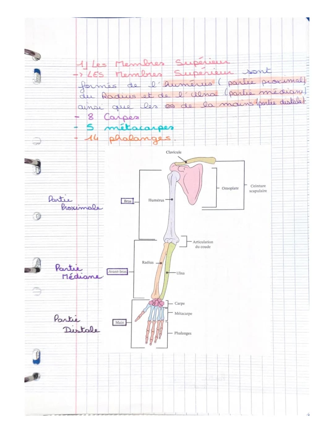 LE SYSTEME SQUELETTIQUE
(LE SQUELETTE)
LE SQUELETTE: il se compose d'os,
d'articulat, de ligaments, de tendons
et de cartilage. Charpente du