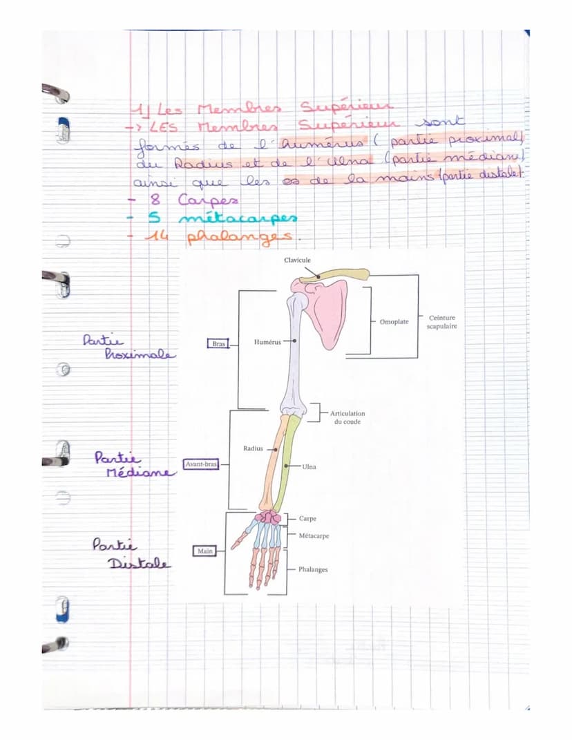LE SYSTEME SQUELETTIQUE
(LE SQUELETTE)
LE SQUELETTE: il se compose d'os,
d'articulat, de ligaments, de tendons
et de cartilage. Charpente du