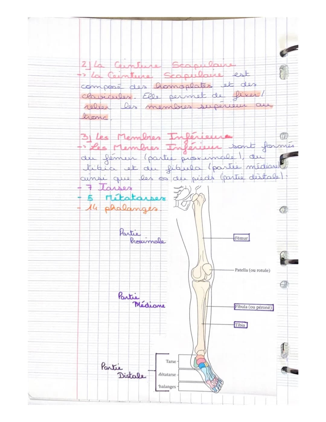 LE SYSTEME SQUELETTIQUE
(LE SQUELETTE)
LE SQUELETTE: il se compose d'os,
d'articulat, de ligaments, de tendons
et de cartilage. Charpente du