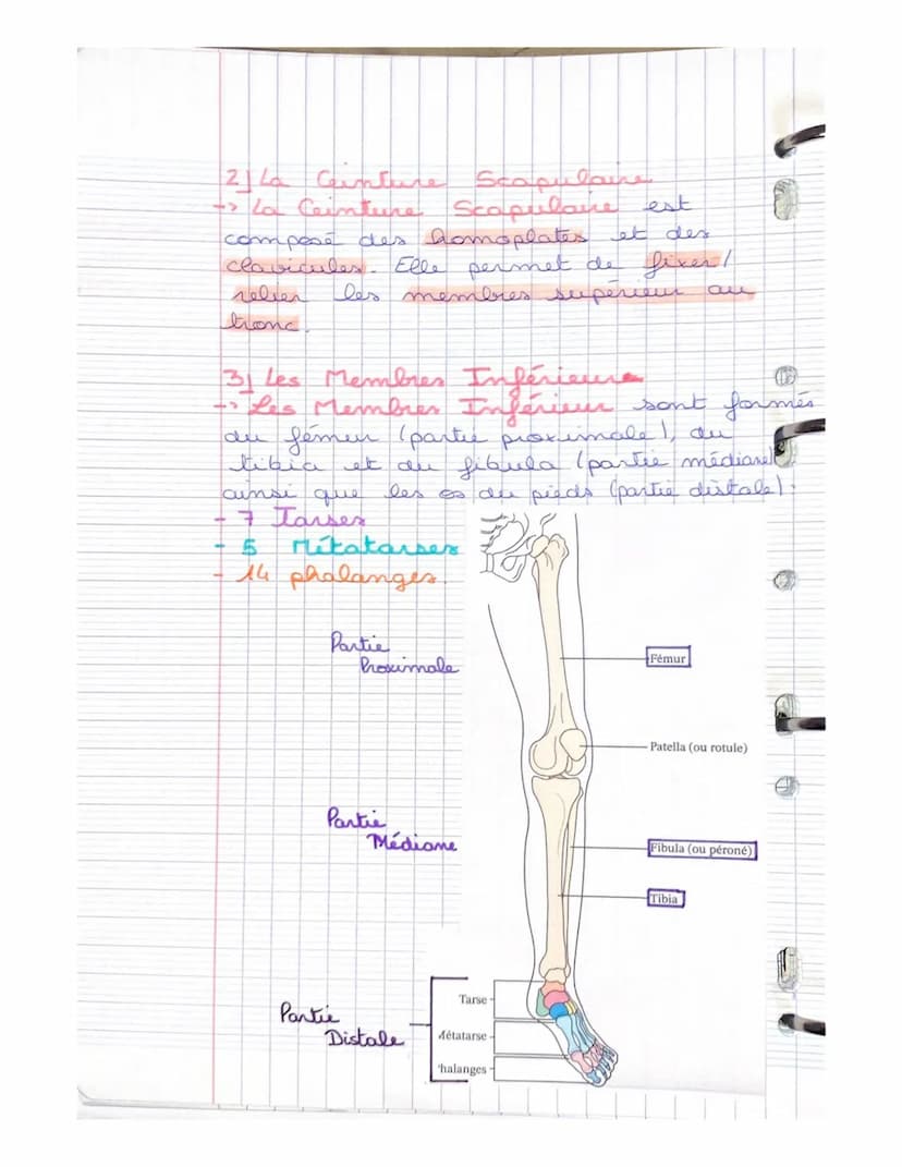 LE SYSTEME SQUELETTIQUE
(LE SQUELETTE)
LE SQUELETTE: il se compose d'os,
d'articulat, de ligaments, de tendons
et de cartilage. Charpente du