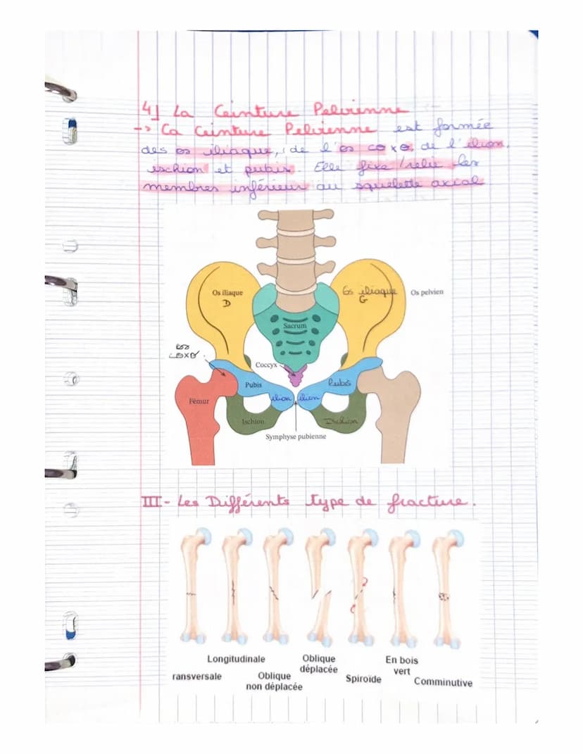 LE SYSTEME SQUELETTIQUE
(LE SQUELETTE)
LE SQUELETTE: il se compose d'os,
d'articulat, de ligaments, de tendons
et de cartilage. Charpente du