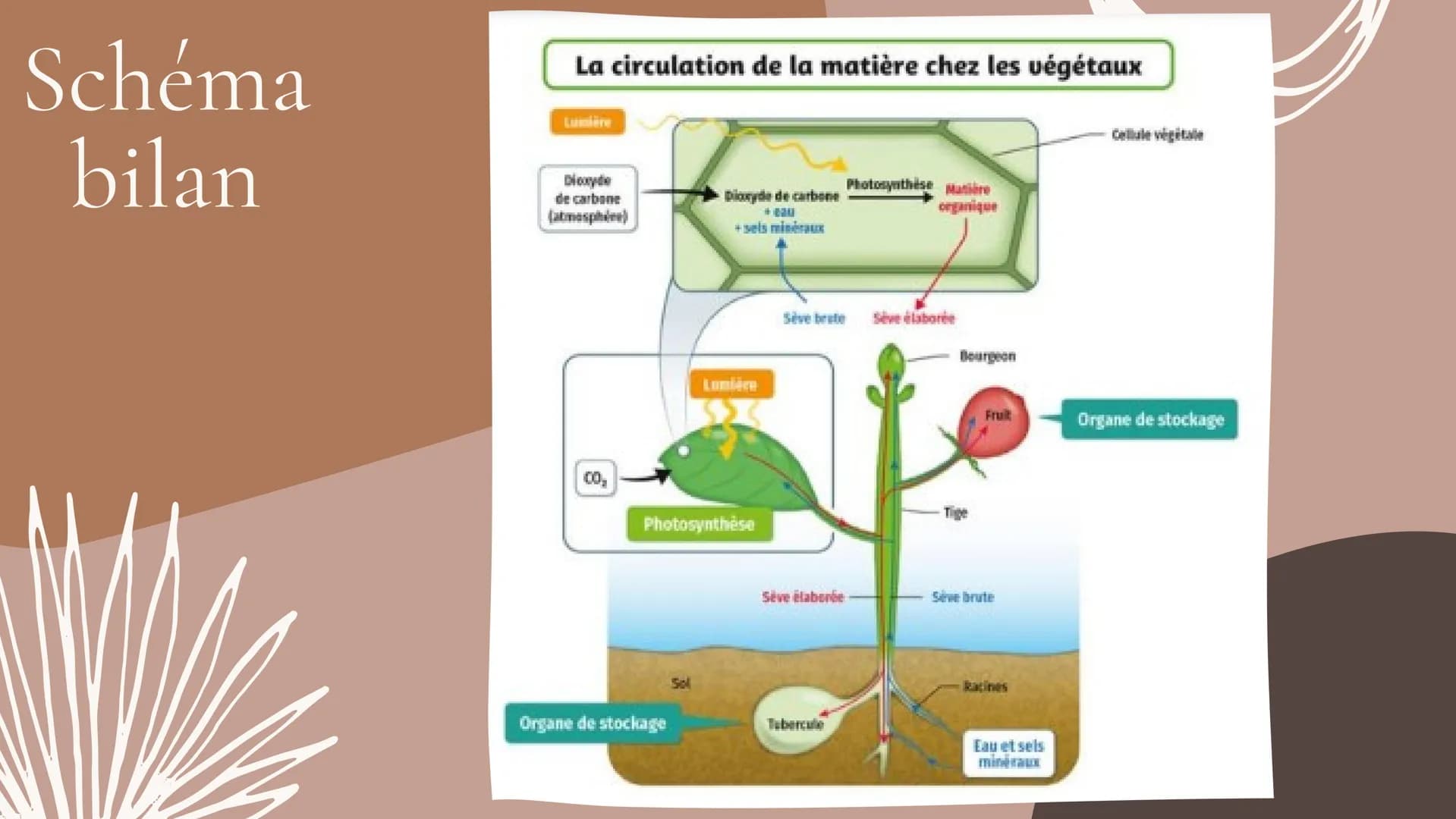 Cours SVT 5°
LA NUTRITION
LEÇONS, DÉFINITIONS ET SCHÉMA Leçon nºr
L'eau et les sels minéraux prélevés
dans le sol par les racines forment
un