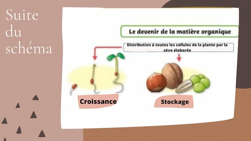 Cours SVT 5°
LA NUTRITION
LEÇONS, DÉFINITIONS ET SCHÉMA Leçon nºr
L'eau et les sels minéraux prélevés
dans le sol par les racines forment
un