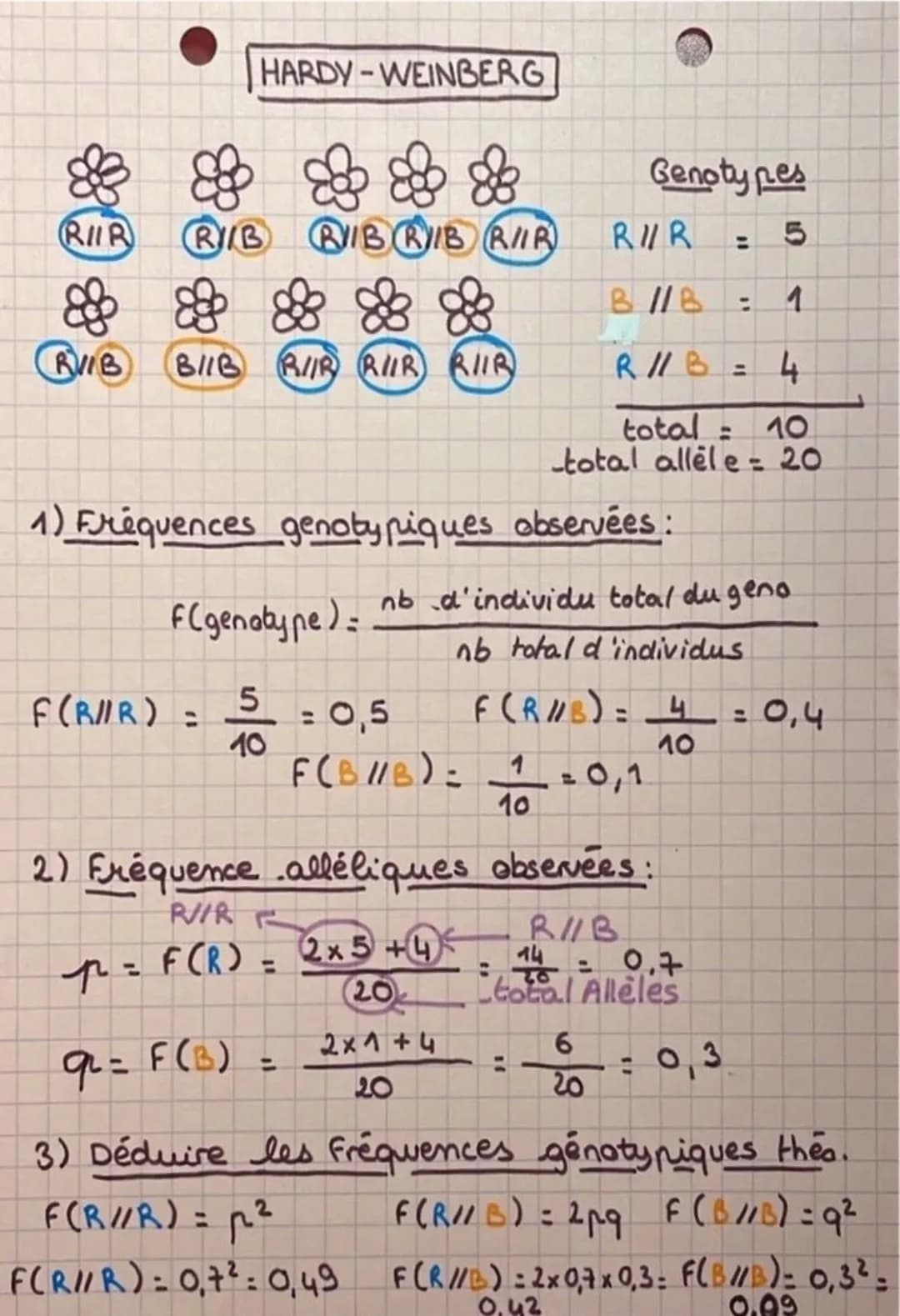 Découvre le Modèle Hardy-Weinberg : Exercices Corrigés et Formules Simples