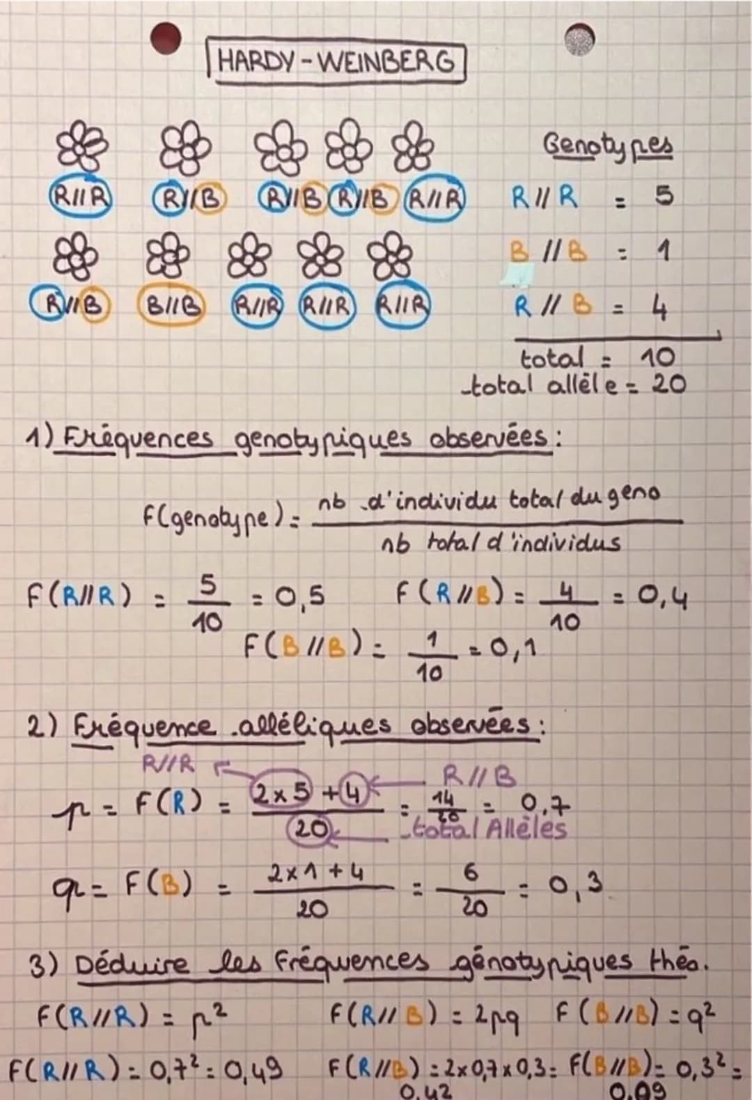 HARDY-WEINBERG
& & & & &
RIR RIB BIB RIB RIR
&
RVIB BIB RI/R RUIR RIB
8
❀
F(genotype) =
1) Fréquences genotypiques observées:
F(B/R) = 5 = 0