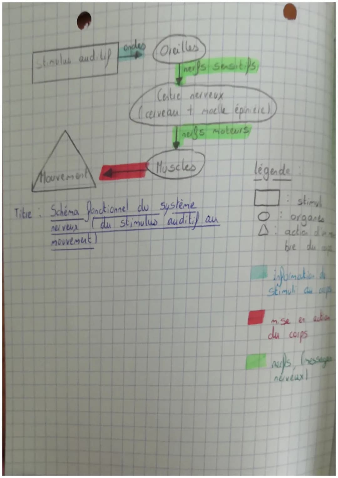 Abt
1 • SVT
San
Le
t
men
contrôle
ment et
Commande du mouvement assurée par le système nerveus
L met en relation les organes
et les muscles
