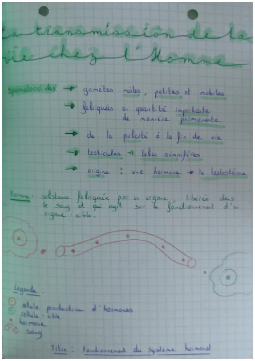 Abt
1 • SVT
San
Le
t
men
contrôle
ment et
Commande du mouvement assurée par le système nerveus
L met en relation les organes
et les muscles
