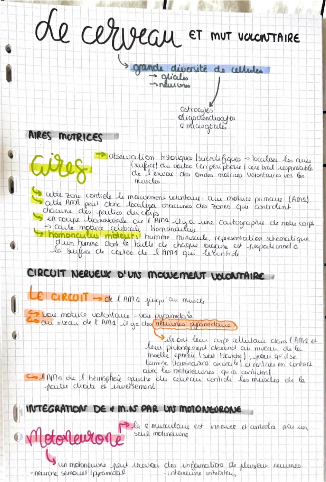 i
de cerveau ET MUT VOLONTAIRE

AIRES MOTRICES

aires

grande diversitë do cellules
	gliales
		astrocytes
	cligodencliocytes
		 a micinguale