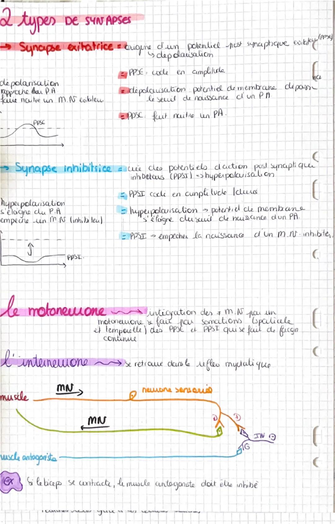 i
de cerveau ET MUT VOLONTAIRE

AIRES MOTRICES

aires

grande diversitë do cellules
	gliales
		astrocytes
	cligodencliocytes
		 a micinguale