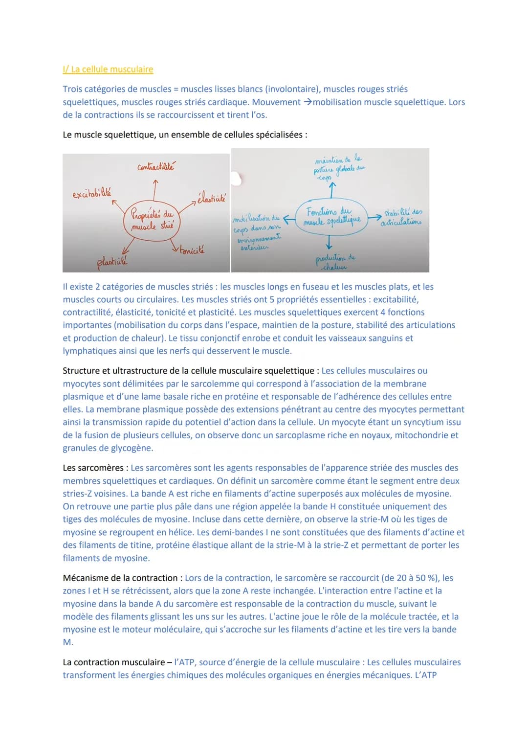 I/ La cellule musculaire
Trois catégories de muscles = muscles lisses blancs (involontaire), muscles rouges striés
squelettiques, muscles ro