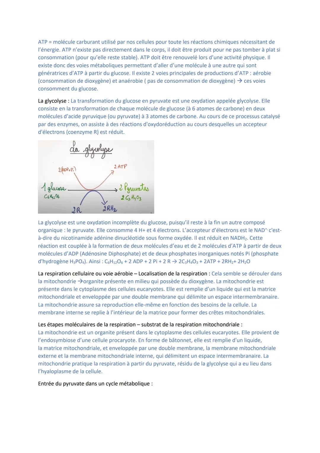 I/ La cellule musculaire
Trois catégories de muscles = muscles lisses blancs (involontaire), muscles rouges striés
squelettiques, muscles ro