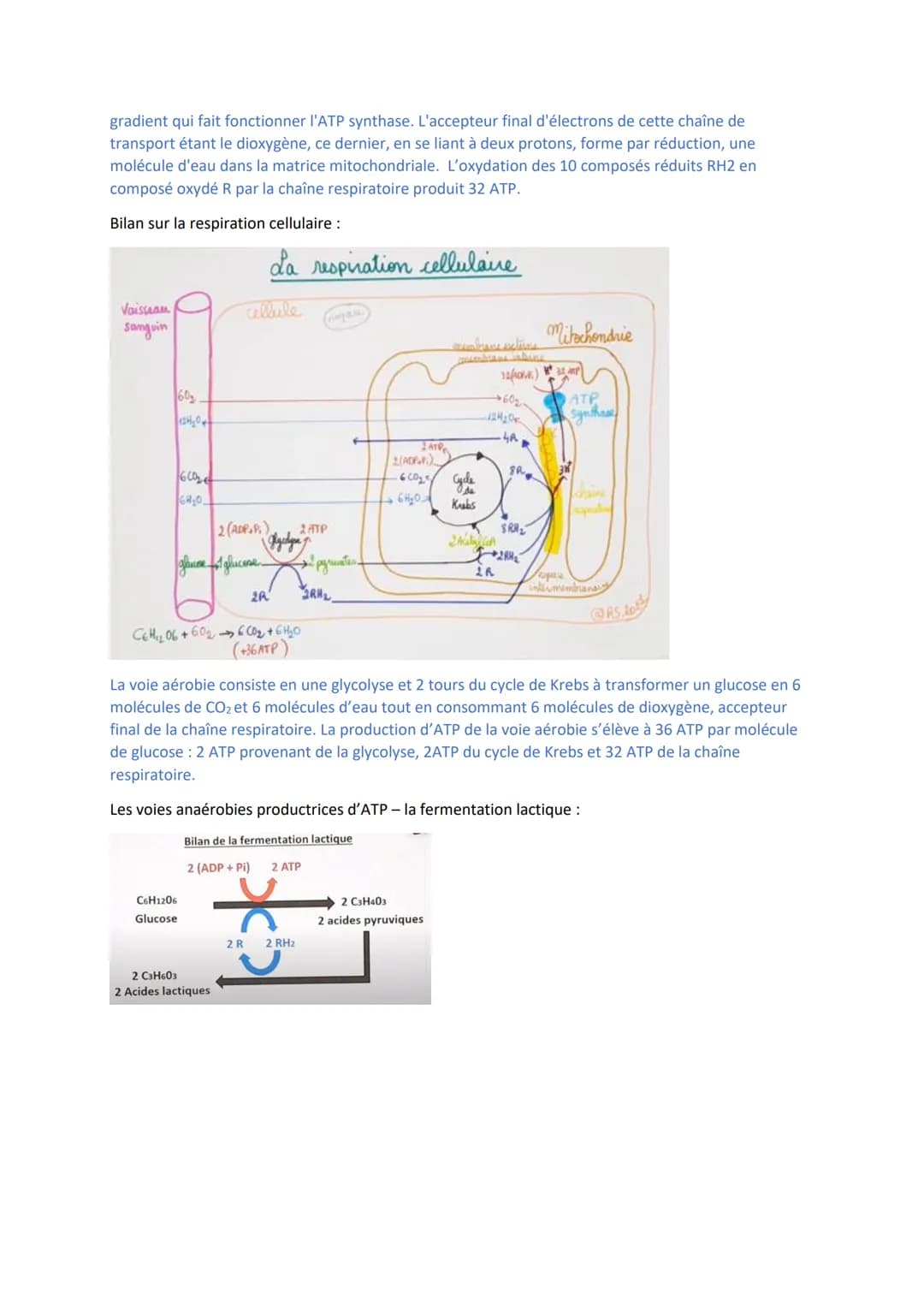 I/ La cellule musculaire
Trois catégories de muscles = muscles lisses blancs (involontaire), muscles rouges striés
squelettiques, muscles ro