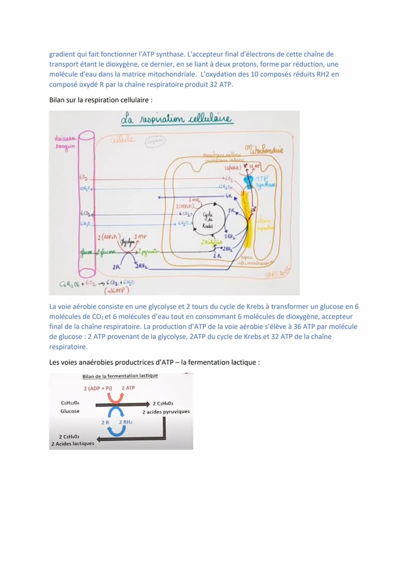 I/ La cellule musculaire
Trois catégories de muscles = muscles lisses blancs (involontaire), muscles rouges striés
squelettiques, muscles ro