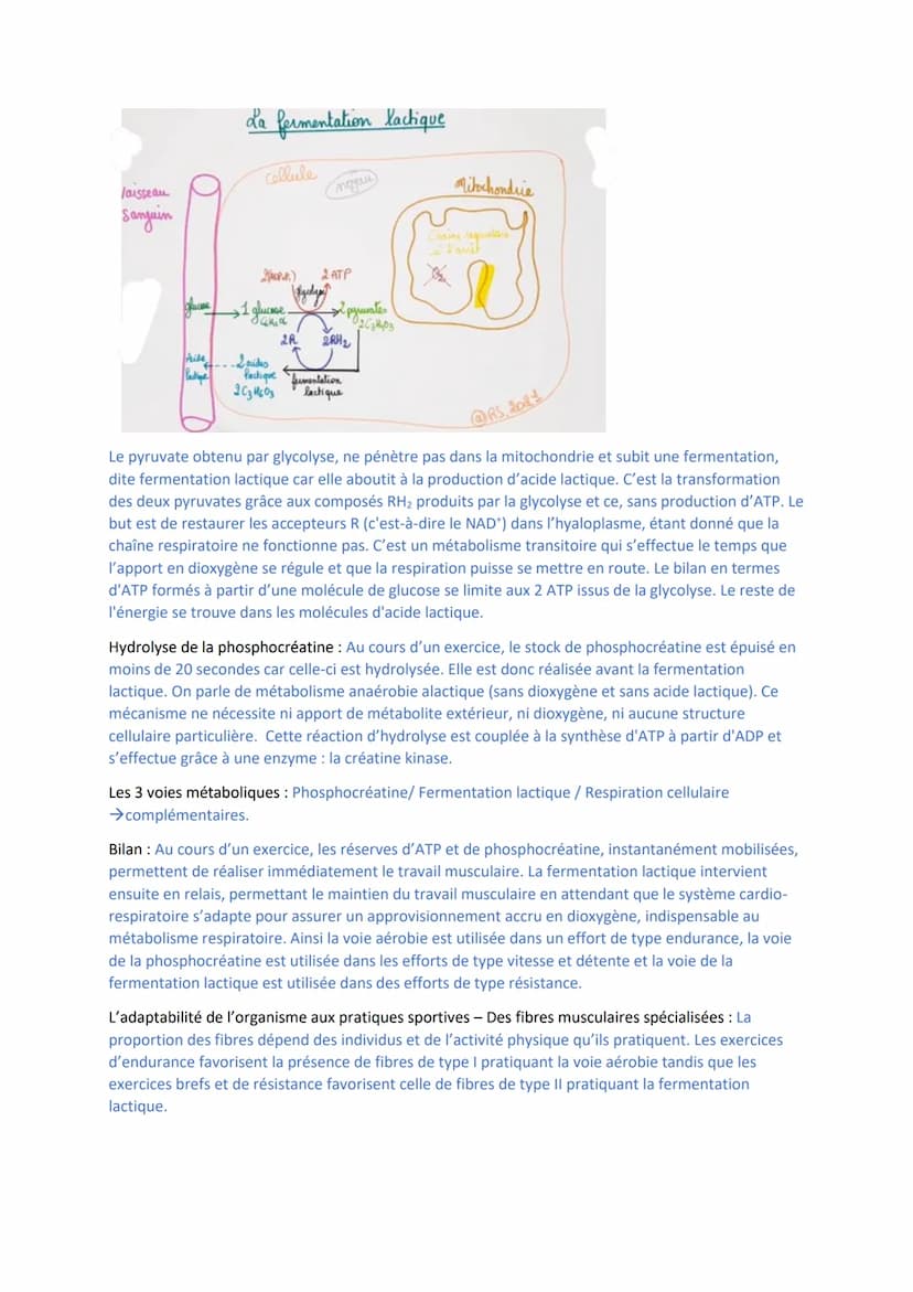 I/ La cellule musculaire
Trois catégories de muscles = muscles lisses blancs (involontaire), muscles rouges striés
squelettiques, muscles ro