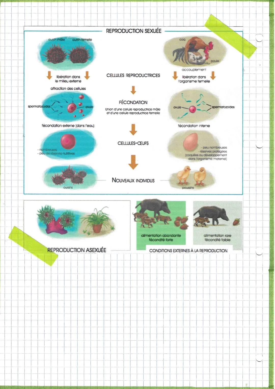 C
Svr
La feconderion externe se
déroule dans de milieu
de vie, c'est à dire hors
de d'organisme. Elle est
Favorisée par certains
mecanismes 