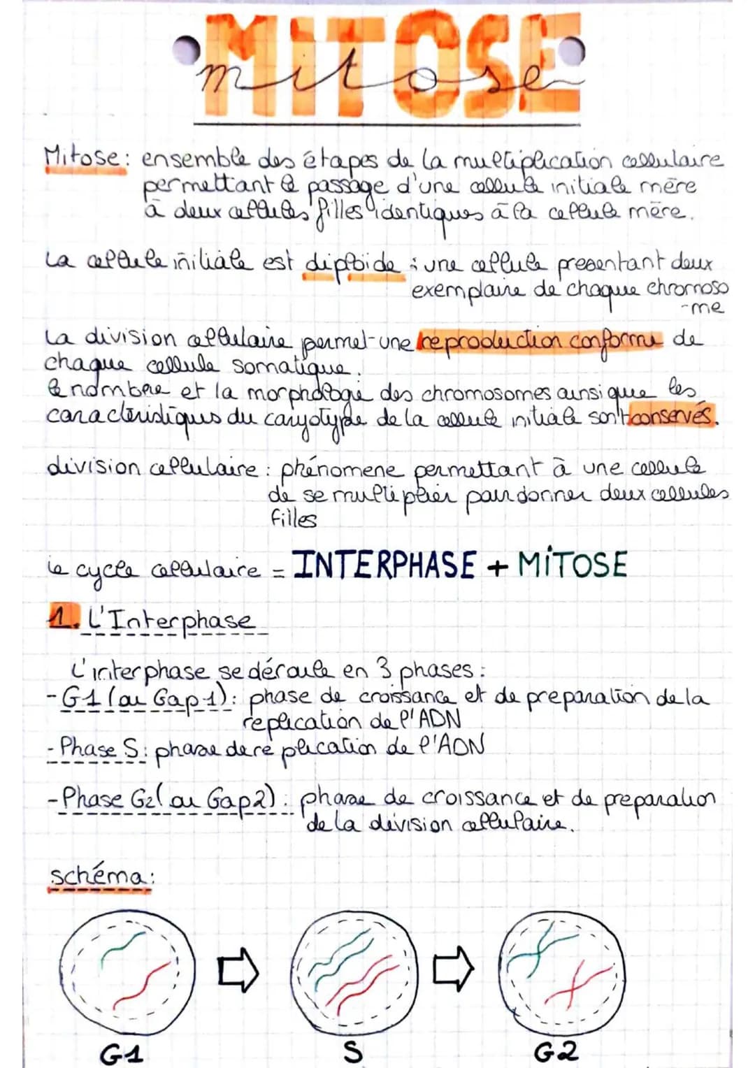 
<p>La mitose est l'ensemble des étapes de la multiplication cellulaire qui permet le passage d'une cellule mère initiale à deux cellules fi