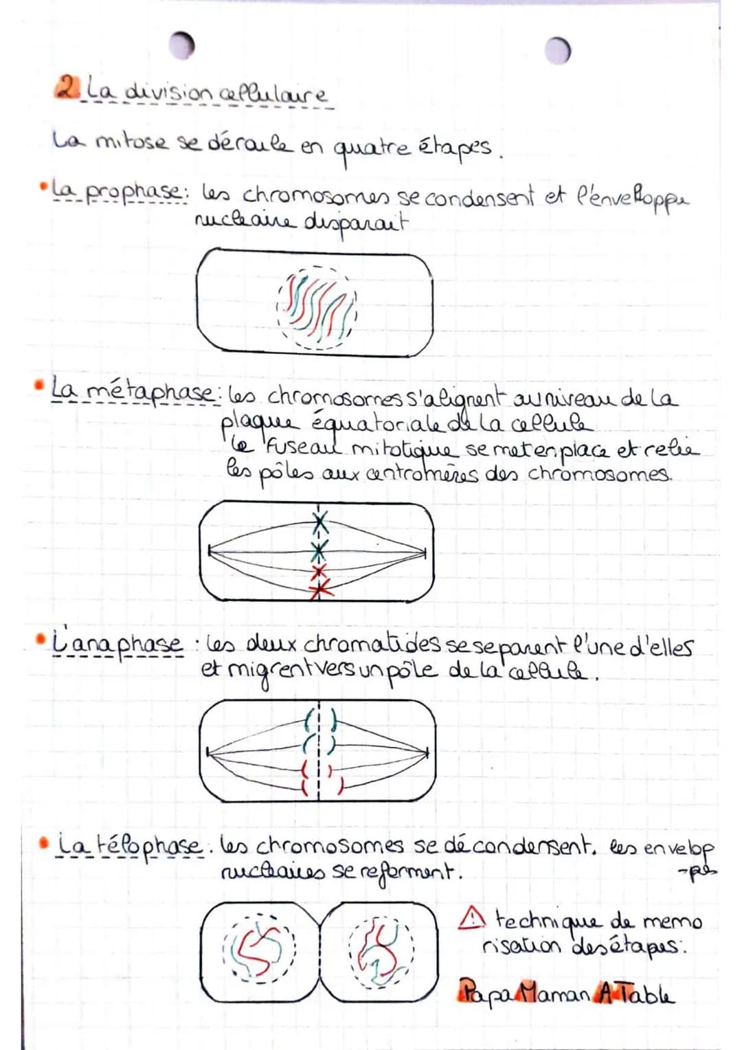 
<p>La mitose est l'ensemble des étapes de la multiplication cellulaire qui permet le passage d'une cellule mère initiale à deux cellules fi