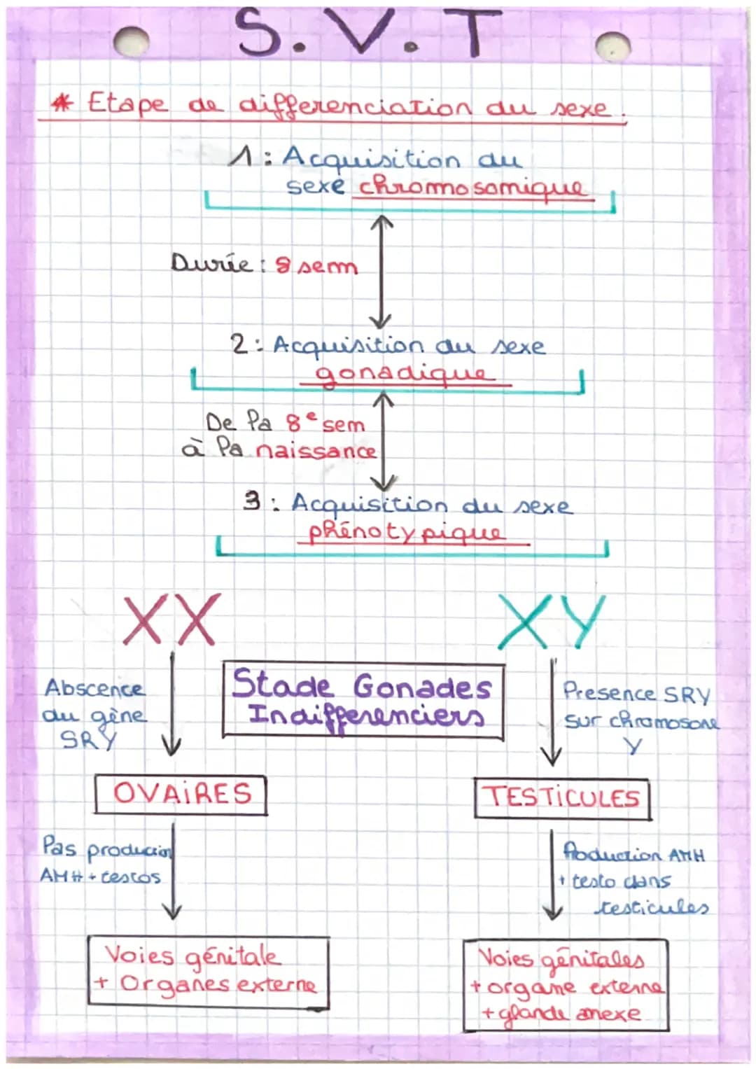 S.V. T
*Etape de differenciation du sexe.
1: Acquisition du
Abscence
du gène
SRY
Durie: 8 sem
ร
XX
sexe chromosomique
Pas production
AHH+tes