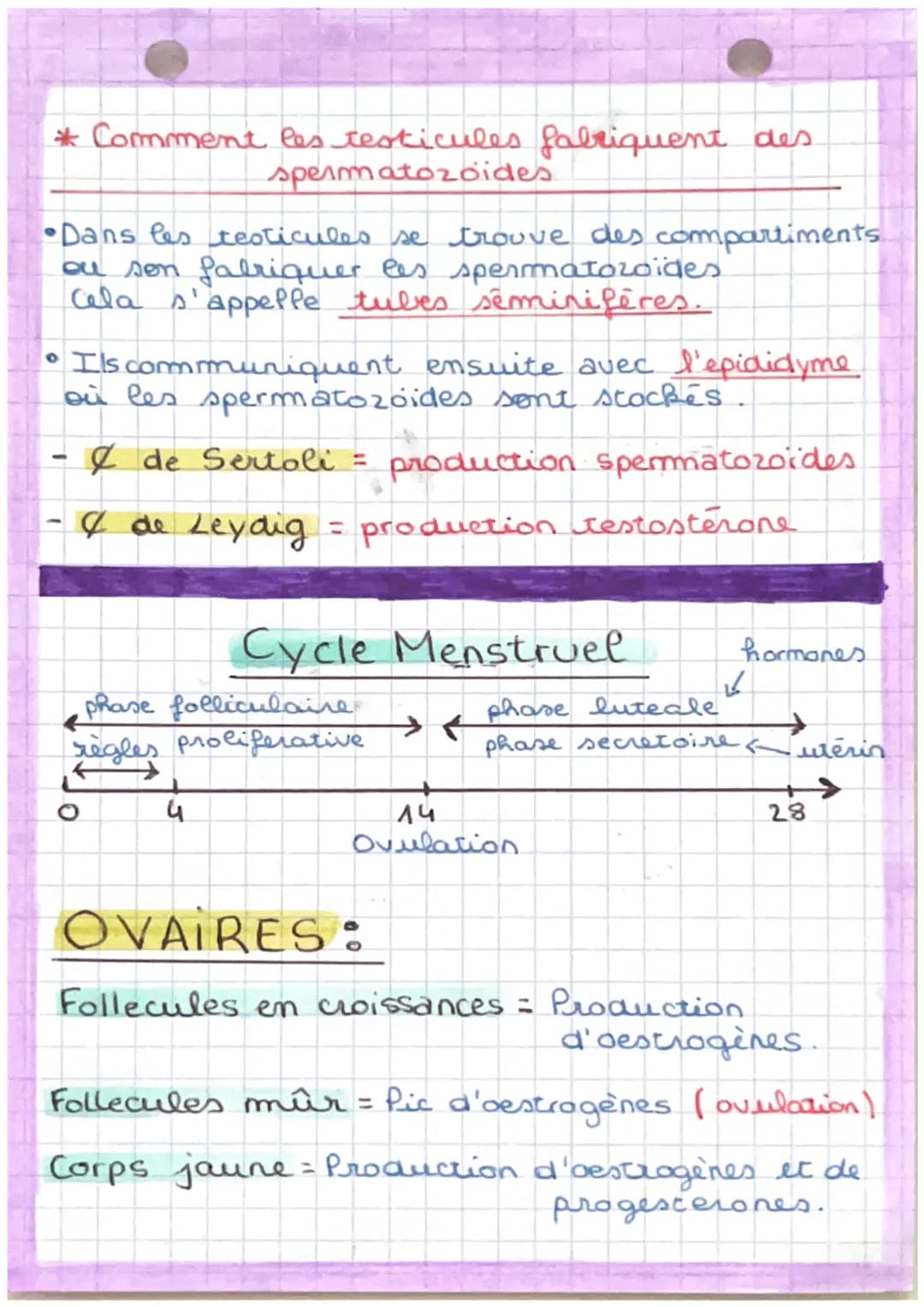 S.V. T
*Etape de differenciation du sexe.
1: Acquisition du
Abscence
du gène
SRY
Durie: 8 sem
ร
XX
sexe chromosomique
Pas production
AHH+tes