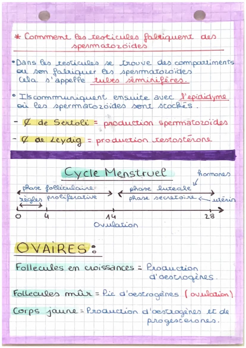 S.V. T
*Etape de differenciation du sexe.
1: Acquisition du
Abscence
du gène
SRY
Durie: 8 sem
ร
XX
sexe chromosomique
Pas production
AHH+tes