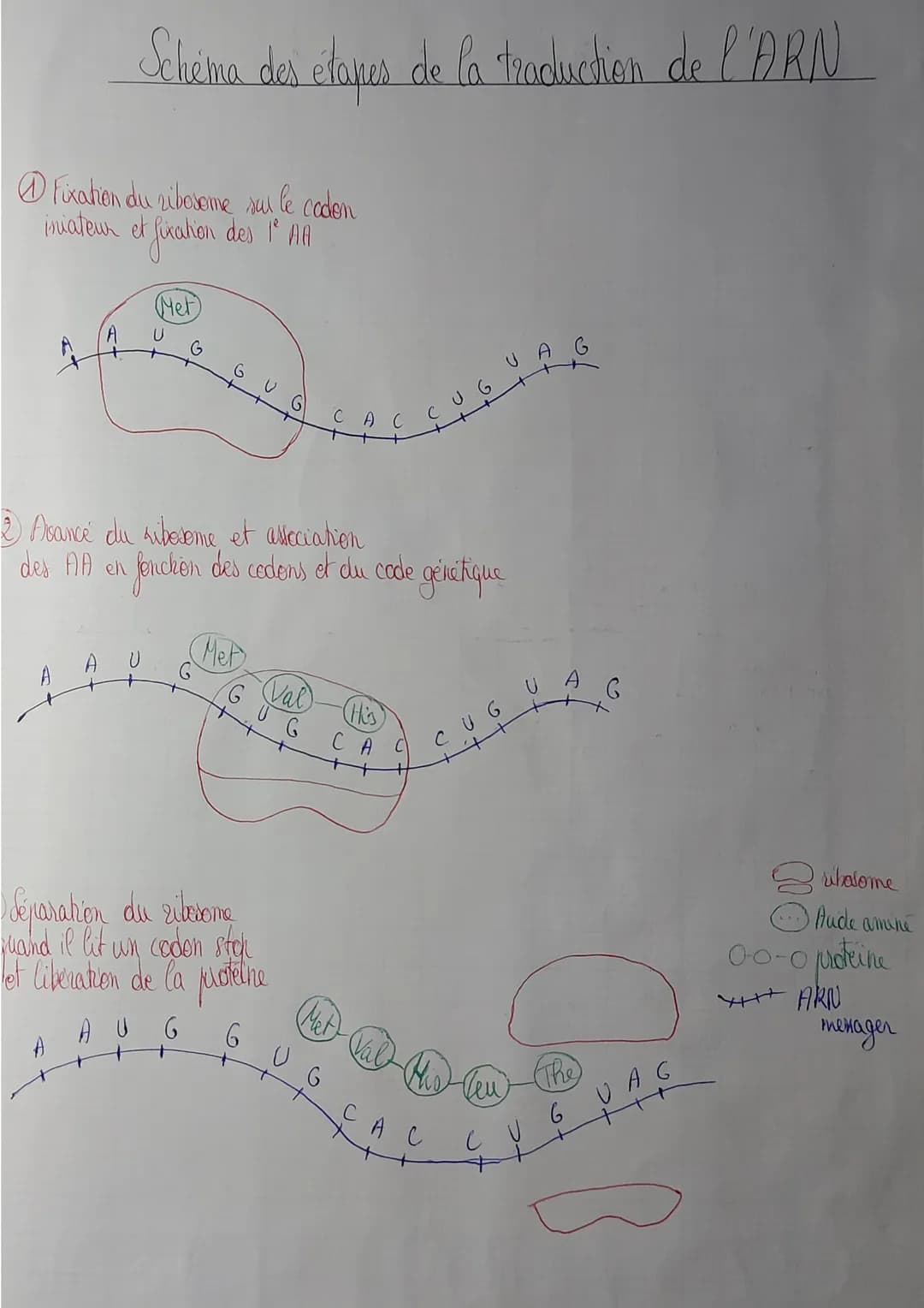 Schéma des étapes de la traduction de l'ARN
Fixation du ribosome sur le codon
iniateur et fixation des 1º AIA
A
Met
U
2 Asance du ribosome e