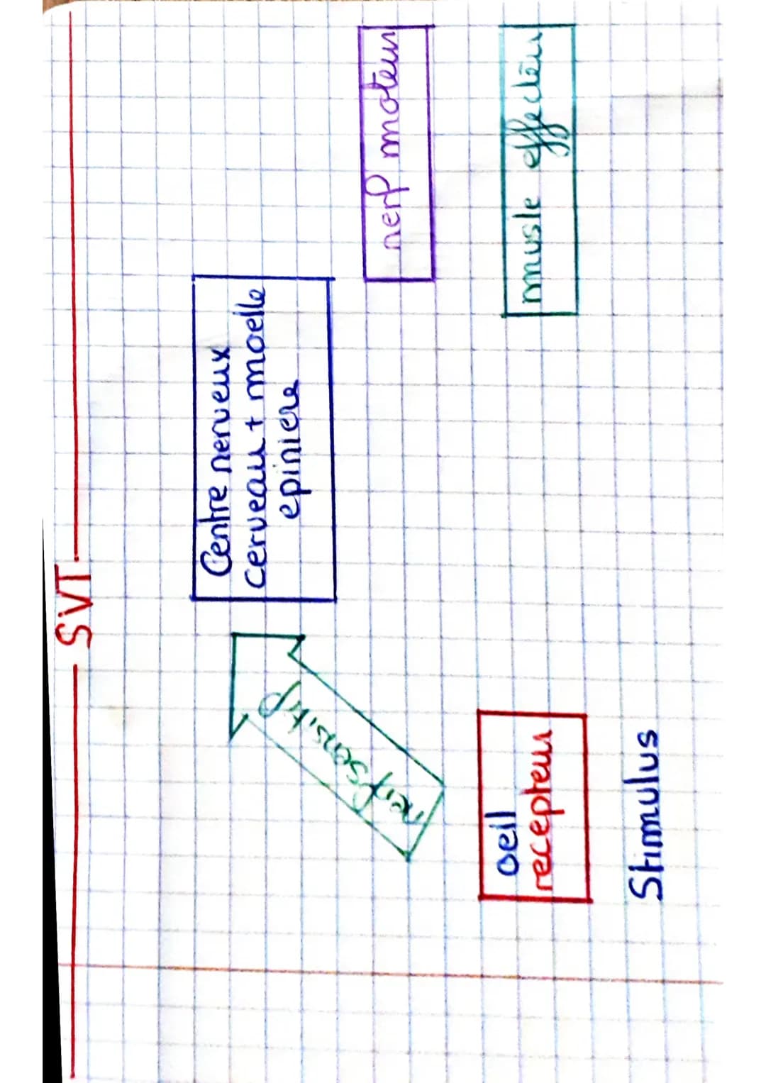 ceil
recepteur
mulus
Stimulus
- SVT-
Pustas tran
Centre nerveux
Cerveau + moelle
epiniere
nerf moteur
musle effectent