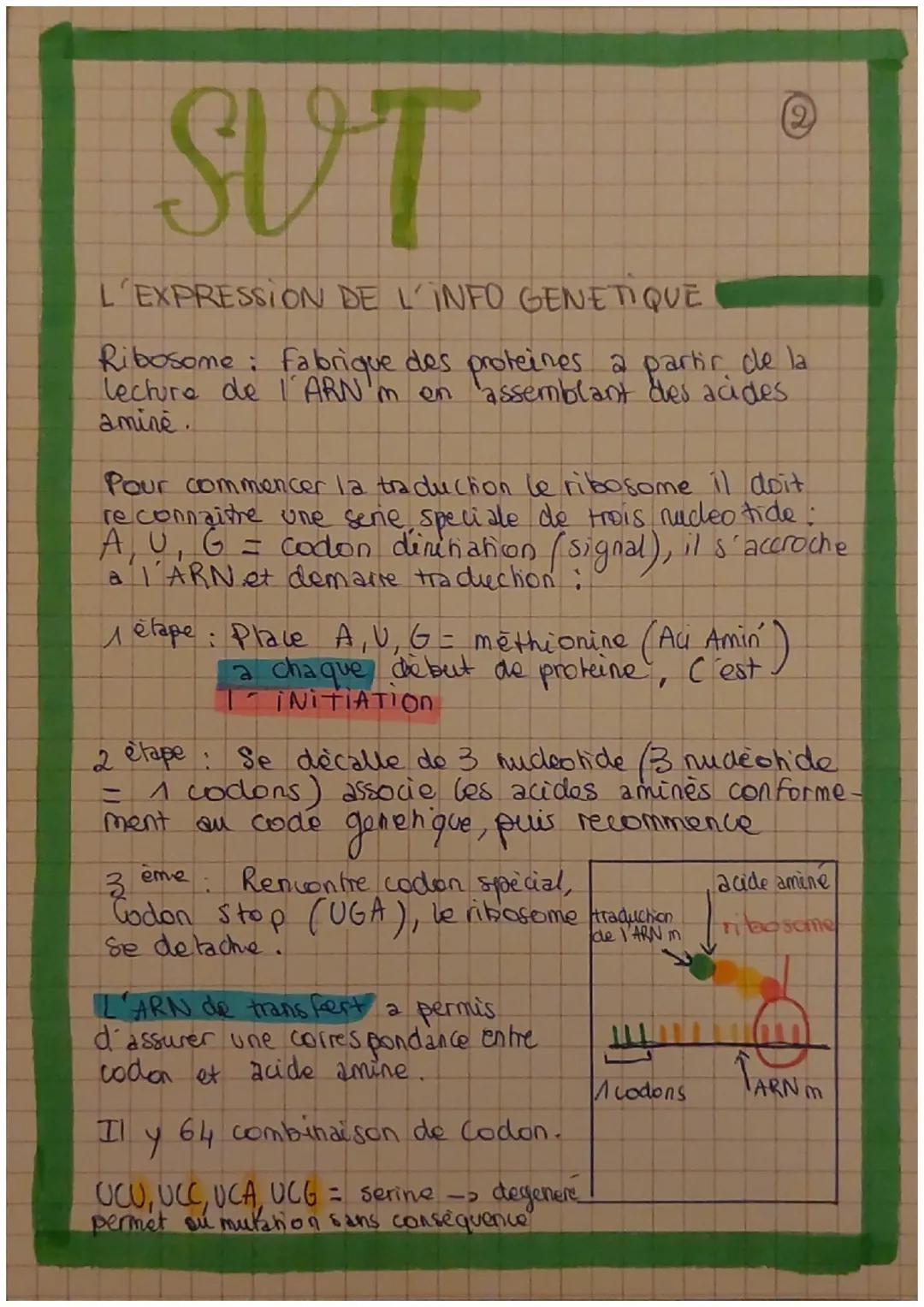 SUT

L'EXPRESSION DE L'INFO GENETIQUE

Proteine: est constitué d' un assemblage d'acide
aminé (molecule).

qui permet d'utilise
L'expression