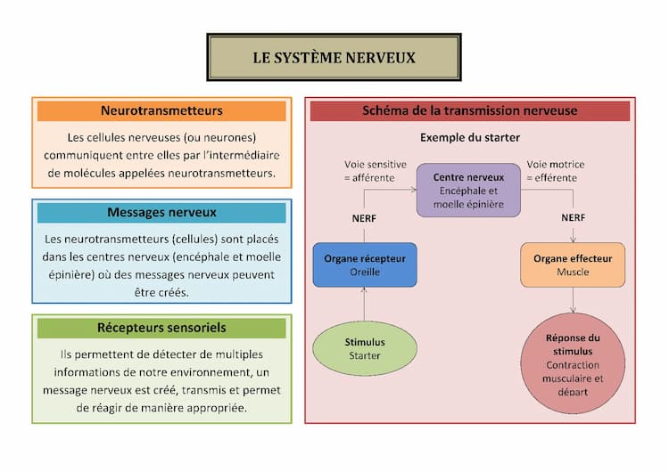 Know Le système nerveux  thumbnail