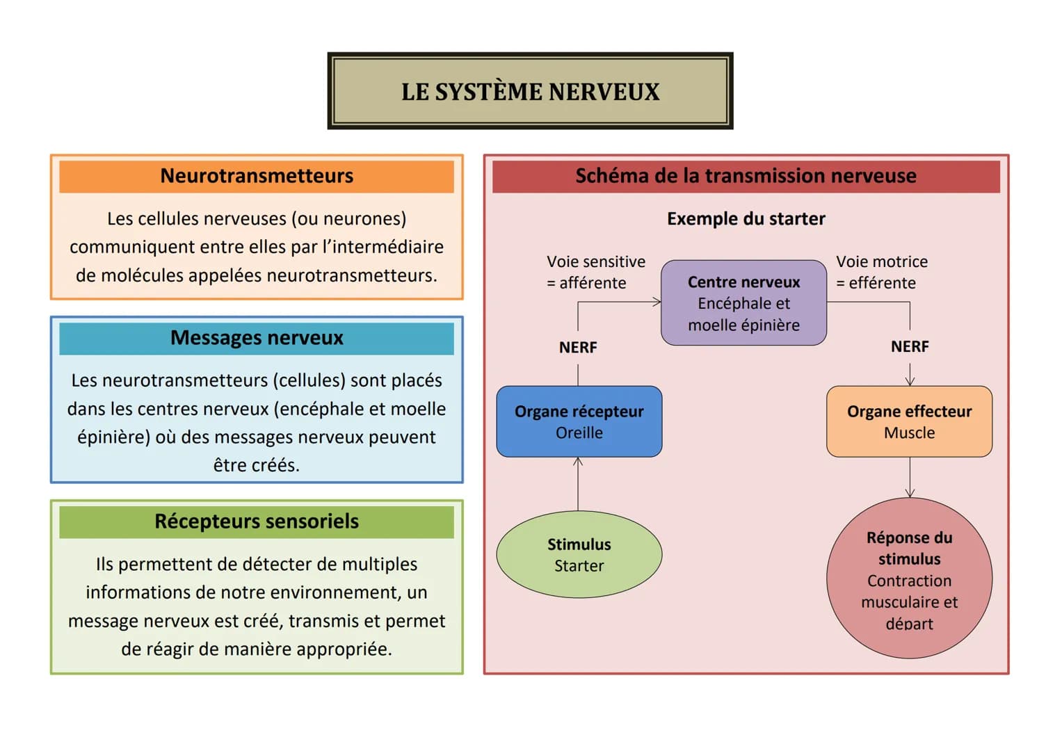 LE SYSTÈME NERVEUX
Neurotransmetteurs
Les cellules nerveuses (ou neurones)
communiquent entre elles par l'intermédiaire
de molécules appelée