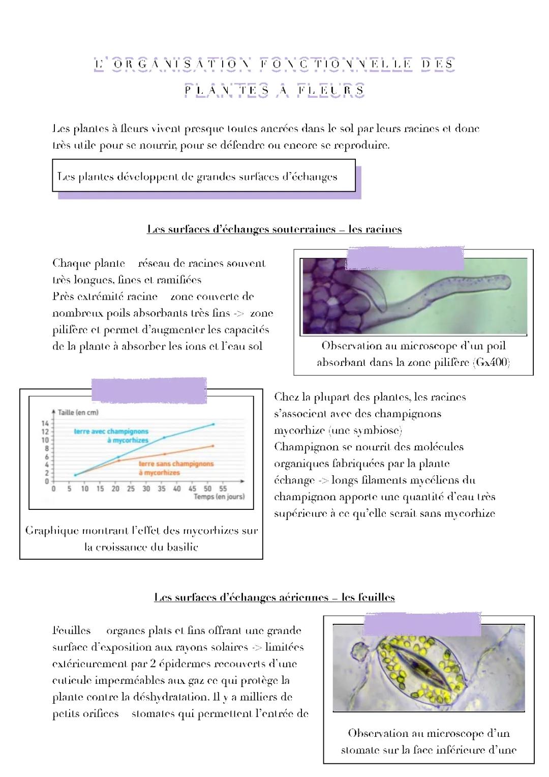 Organisation fonctionnelle des plantes à fleurs - Fiche de révision et exercices PDF