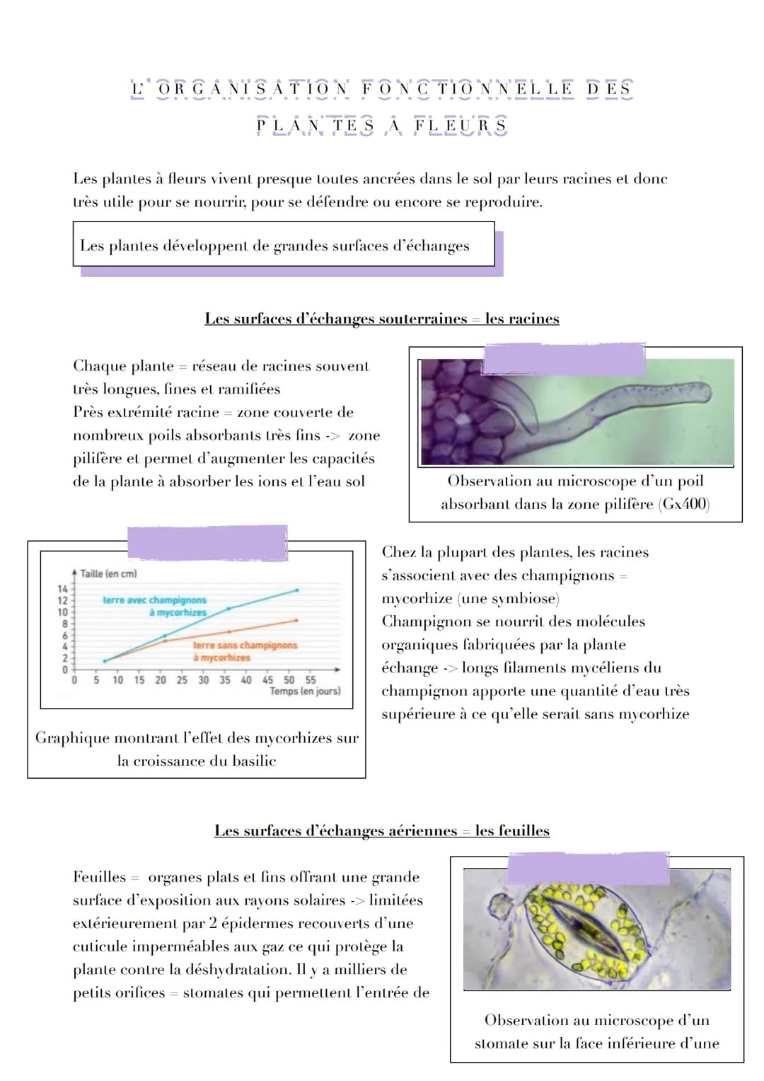 14
12
L'ORGANISATION FONCTIONNELLE DES
PLANTES A FLEURS
Les plantes à fleurs vivent presque toutes ancrées dans le sol par leurs racines et 