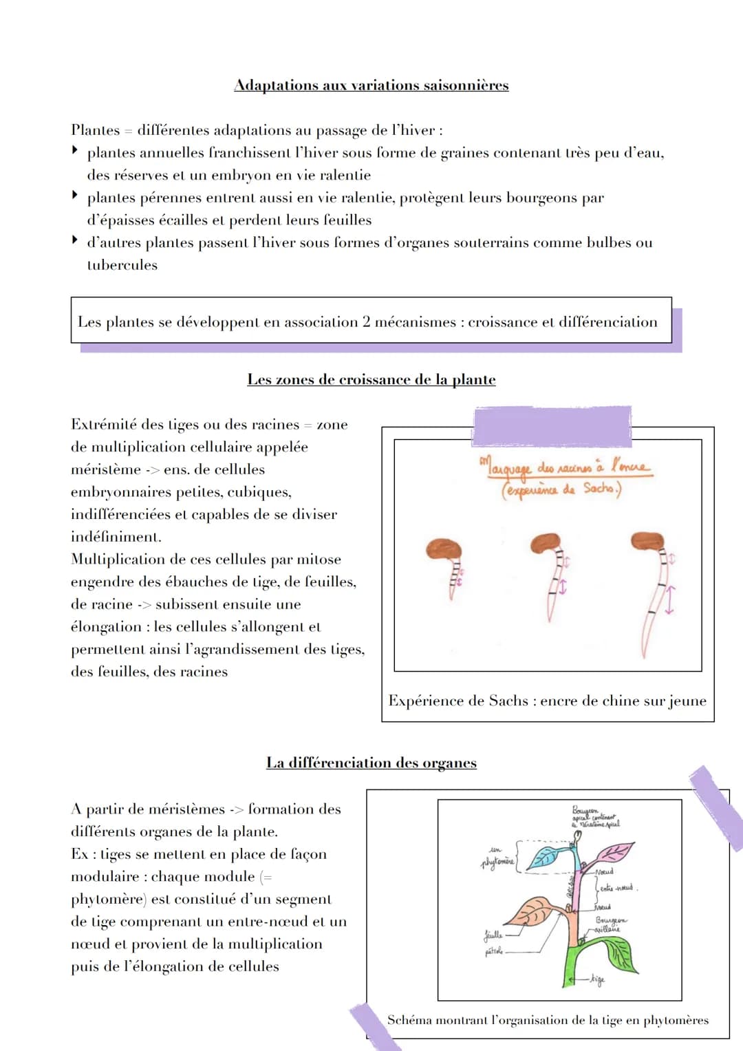 14
12
L'ORGANISATION FONCTIONNELLE DES
PLANTES A FLEURS
Les plantes à fleurs vivent presque toutes ancrées dans le sol par leurs racines et 