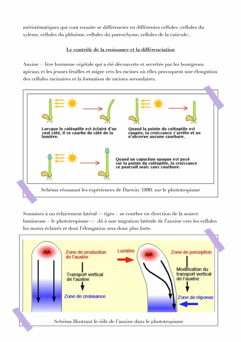 14
12
L'ORGANISATION FONCTIONNELLE DES
PLANTES A FLEURS
Les plantes à fleurs vivent presque toutes ancrées dans le sol par leurs racines et 