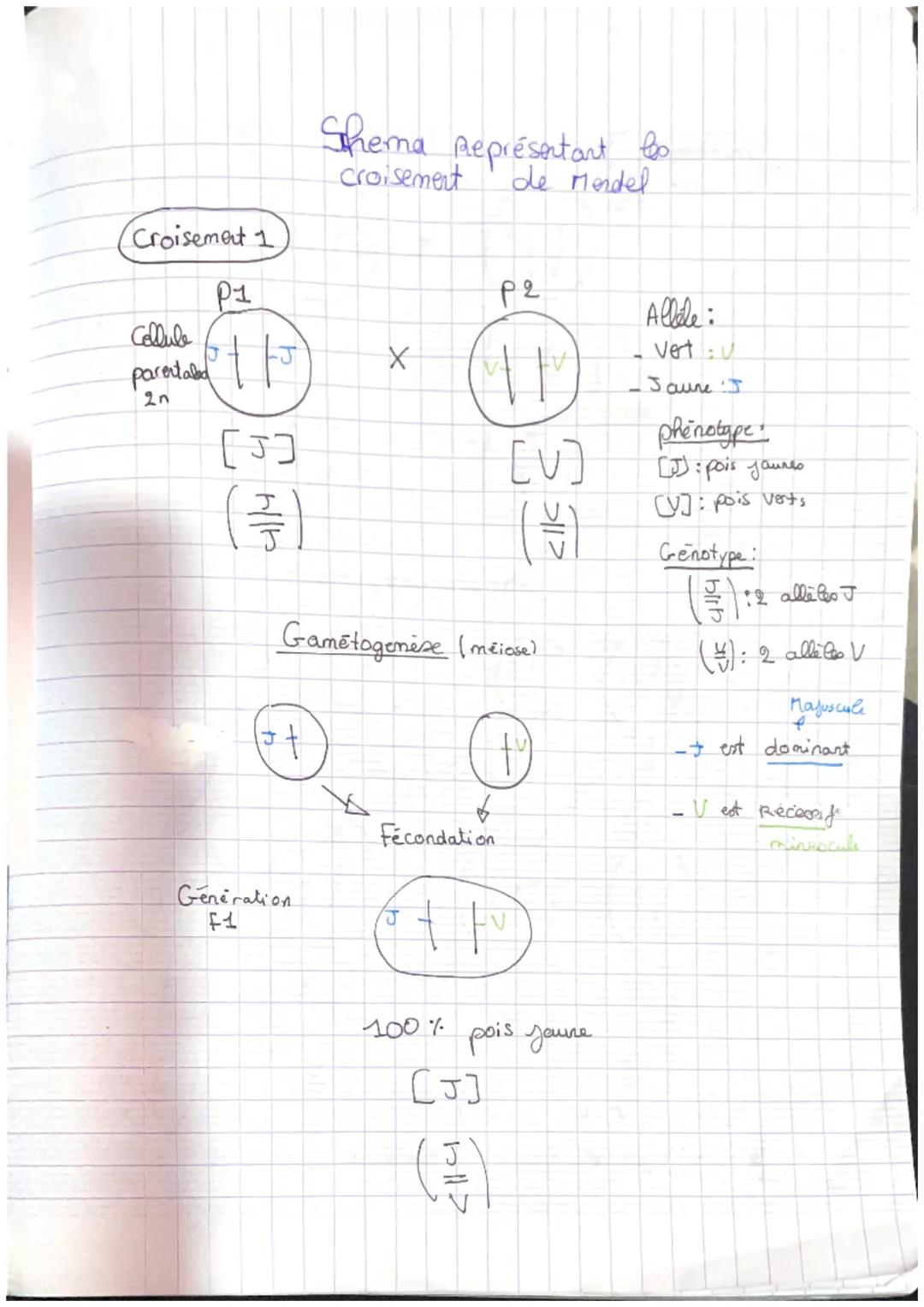 Croisement 1
P1
Cellule
parentaled th
2n
[J]
(3)
t
Shema Représentant bo
croisement
de Mendel
Generation
F1
X
X
Gametogenese (meiose)
+
Féco