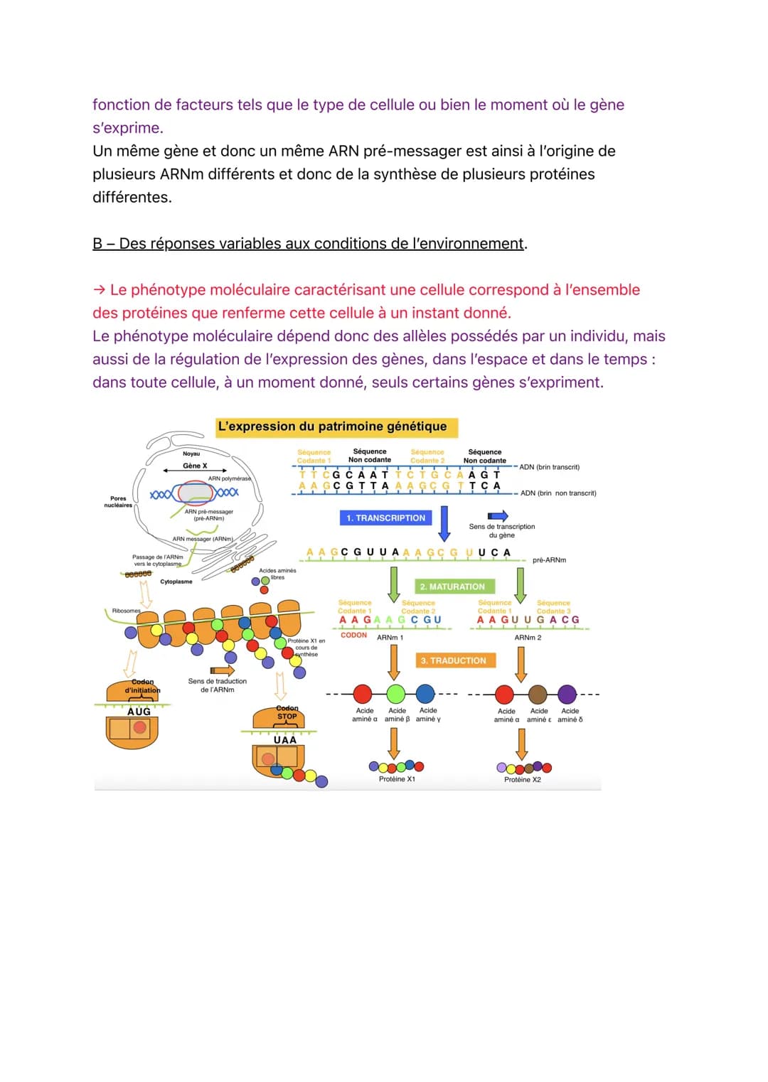 Notes de cours
Transmission, variation et expression du
patrimoine génétique
I-Les différentes échelles du phénotype.
- Le phénotype => défi